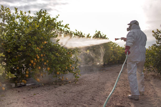 Best Wasp Removal Services  in Rpinteria, CA
